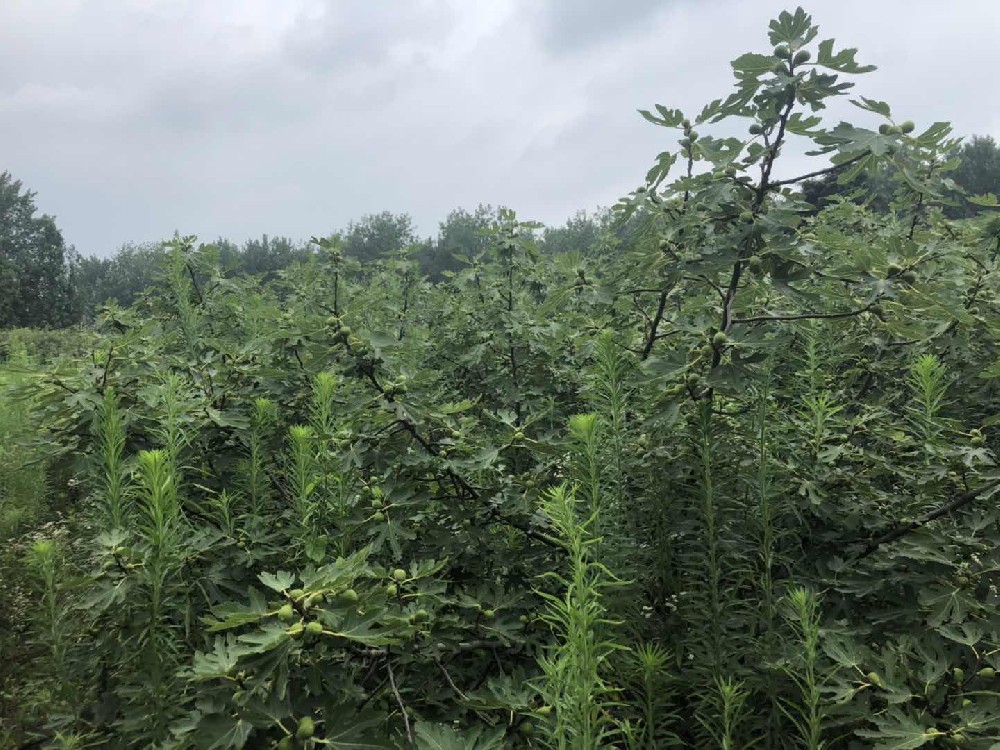 某果園價(jià)值評(píng)估